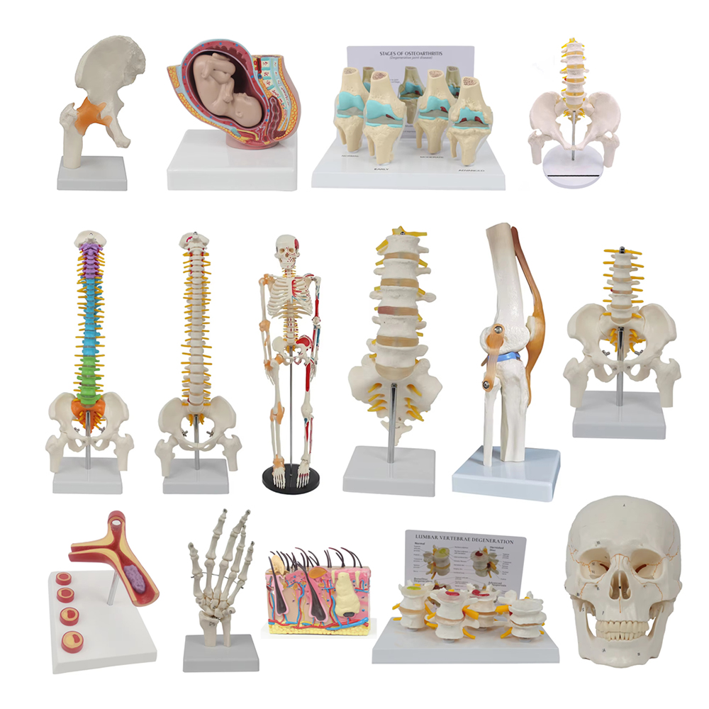 Herramientas de enseñanza médi - Examination Bed Medical reseña y precio