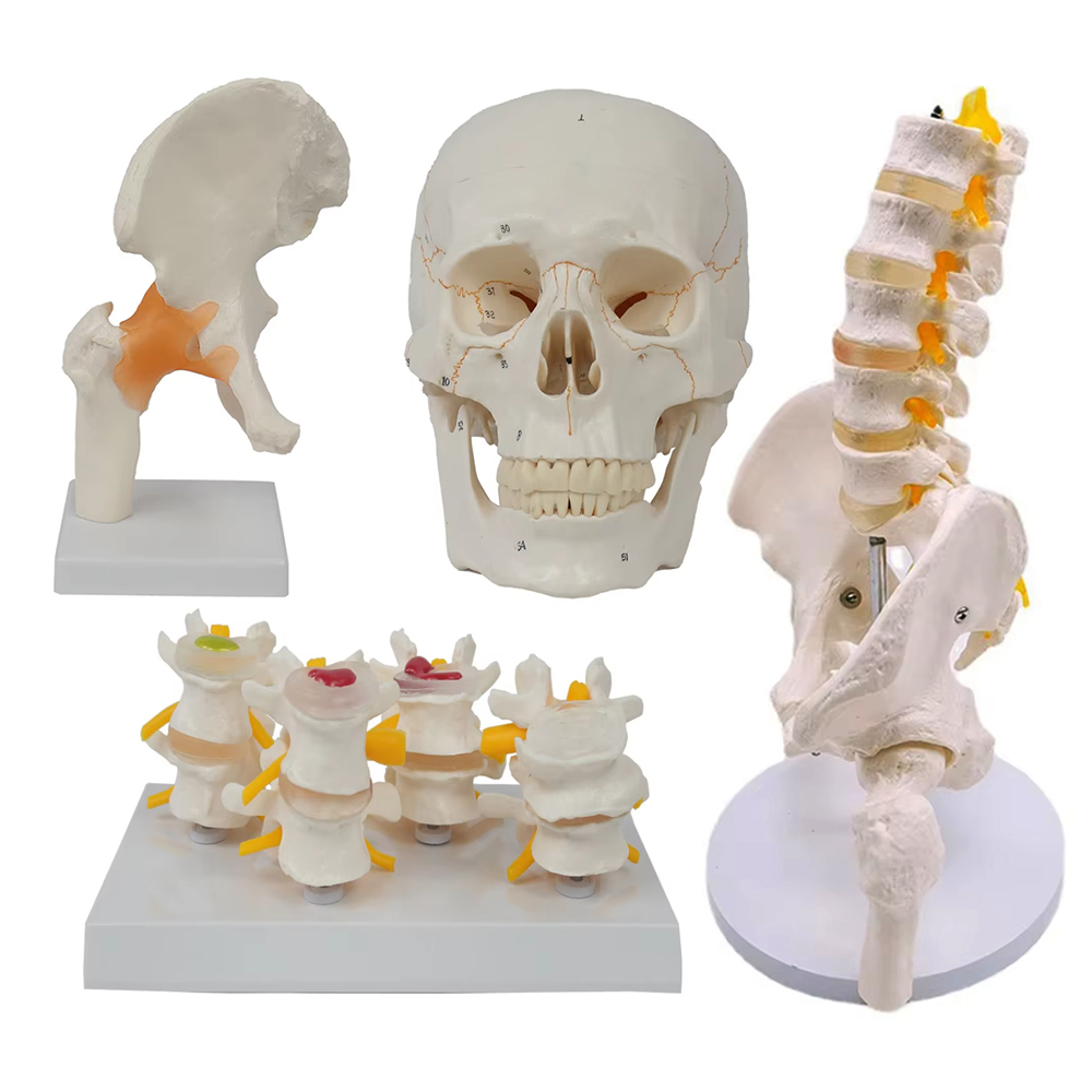 Herramientas de enseñanza médi - Examination Bed Medical reseña y precio